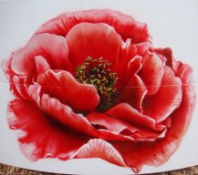 poppy