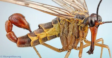 Mecoptera