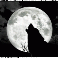 mr*WOLF