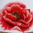 poppy
